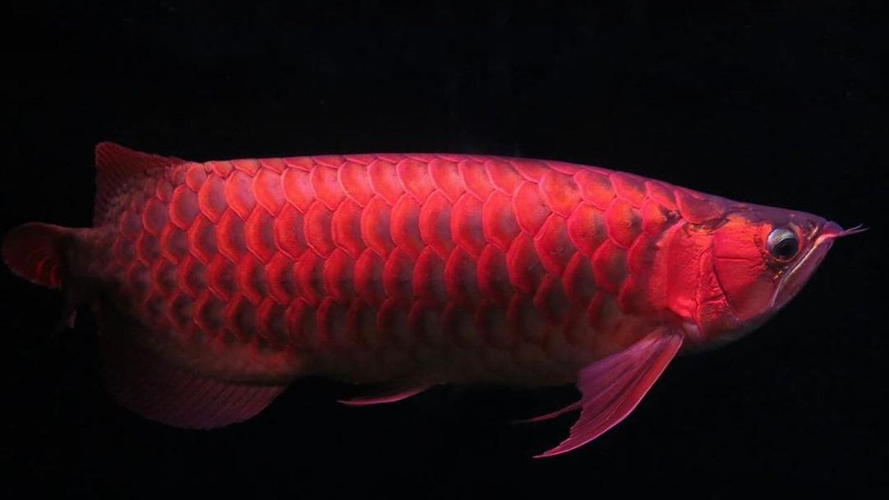 Habitat Ikan Air Tawar