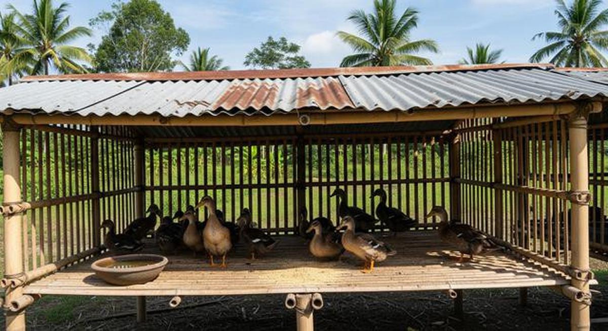 7 Tips Ternak Bebek Petelur dengan Kandang dari Bambu dan Seng Bekas, Telur Bisa untuk Dapur dan Dijual