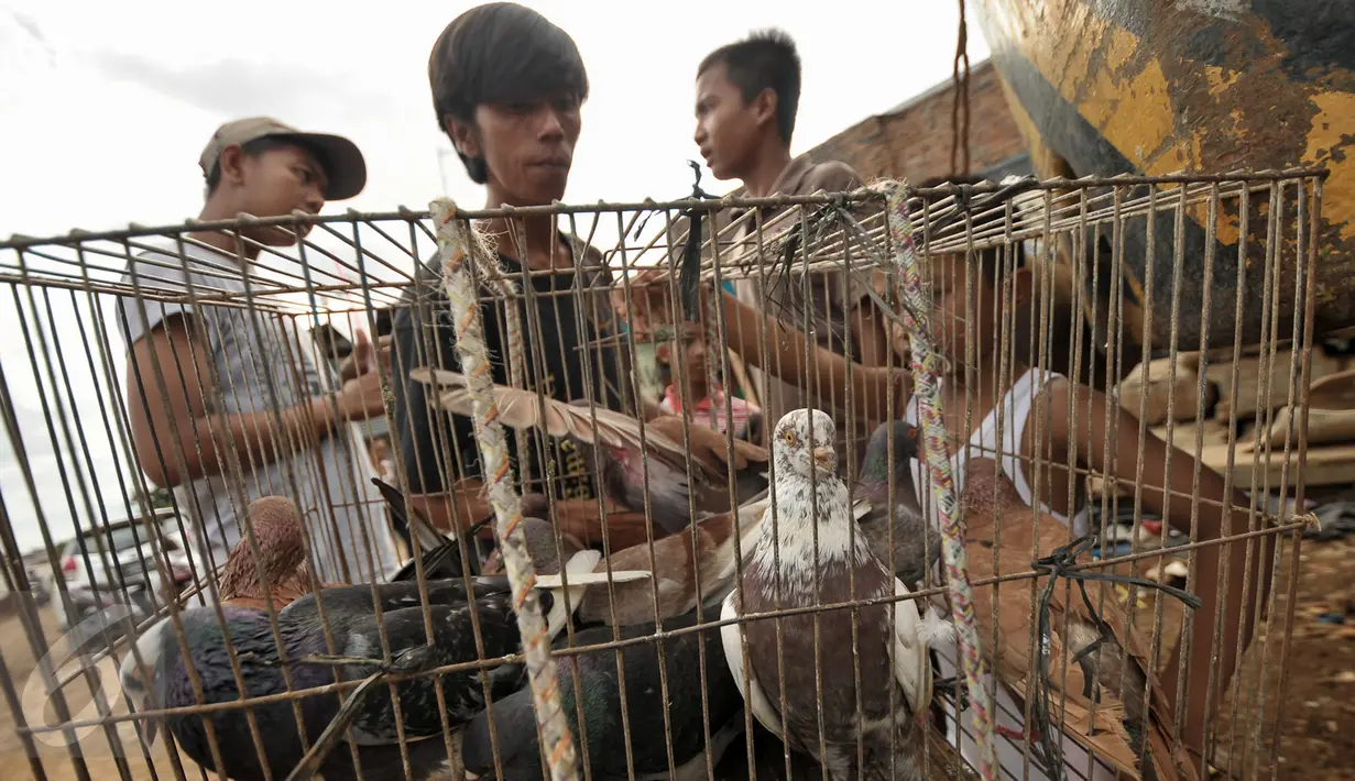 Sejumlah merpati berada di dalam kandangnya di kawasan Bukit Duri, Jakarta, Jumat (13/1). Habiskan waktu sore, sejumlah anak-anak bermain burung merpati di kawasan Bukit Duri. (Liputan6.com/Yoppy Renato)