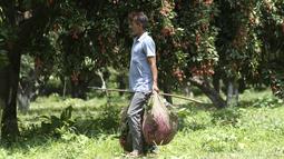 Seorang petani membawa lengkeng di sebuah kebun di pinggiran Jammu, India, Sabtu, 19 Juni 2021. Lengkeng dikenal sebagai buah yang menyejukkan di musim panas dan sangat diminati di musim panas. (AP Photo/Channi Anand)