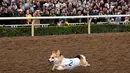 Seekor anjing Corgi berlomba dalam kejuaraan "Corgi Nationals" California Selatan di Arena Balap Santa Anita di Arcadia pada 26 Mei 2019. Ratusan anjing corgi yang mengikuti kejuaraan ini memperebutkan gelar anjing tercepat. (Photo by Mark RALSTON / AFP)