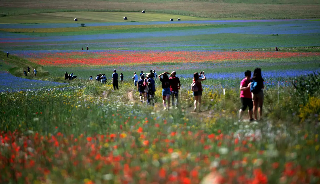 Wisatawan berjalan di tengah-tengah bunga mekar dan ladang lentil di Castelluccio, sebuah desa kecil di wilayah Umbria, Italia tengah pada 6 Juli 2020. (Tiziana FABI / AFP)