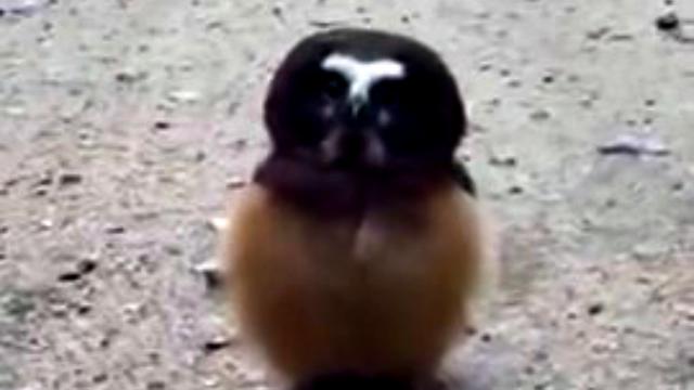 Wakil Sheriff Duel Dengan Bayi Burung Hantu Global