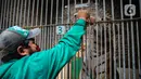 Petugas memberi makan harimau di Taman Margasatwa Ragunan, Jakarta Selatan, Senin (20/4/2020). Pihak pengelola Taman Margasatwa Ragunan tetap melakukan perawatan terhadap seluruh satwa selama pandemi virus corona COVID-19. (Liputan6.com/Faizal Fanani)