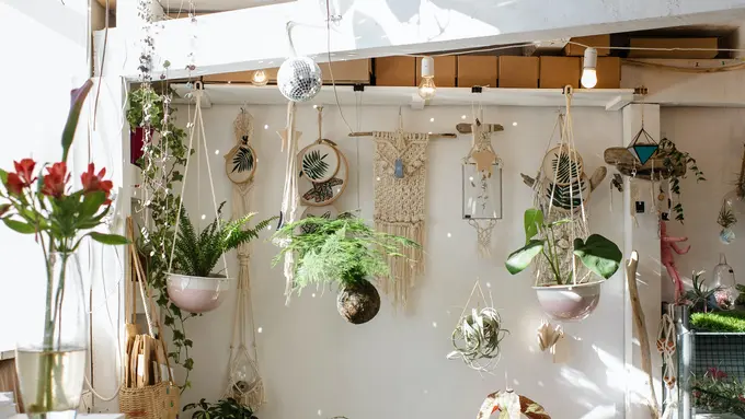 10 Tanaman Cantik yang Mudah untuk Ditanam di Rumah