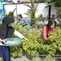 Anggota KWT Srikandi sedang panen hasil urban farmingnya