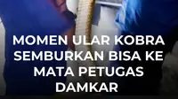 Kobra Jawa sepanjang lebih dari satu meter masuk ke rumah warga di Jember. Saat dievakuasi, ular sempat menyemburkan bisa ke mata petugas sebelum akhirnya berhasil ditangkap setelah 15 menit.