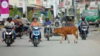 Seekor sapi menyeberangi jalan raya lintas Aceh Sumut di kawasan Cunda Muara Dua Lhokseumawe, NAD. Kamis (27/1). Keberadaan ternak liar mengancam keselamatan pengguna jalan di Aceh. (Antara)