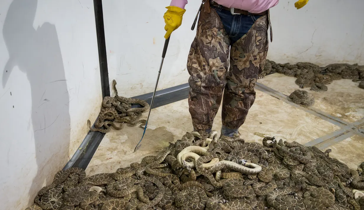Pawang ular Travis Gardner berada di dalam kolam berinteraksi dengan ular derik saat acara Swingter Rattlesnake Sweetwater di Nolan County Coliseum (10/3). Perhelatan tahunan ini biasa dimulai dengan perburuan ular derik. (AFP/Loren Elliot)
