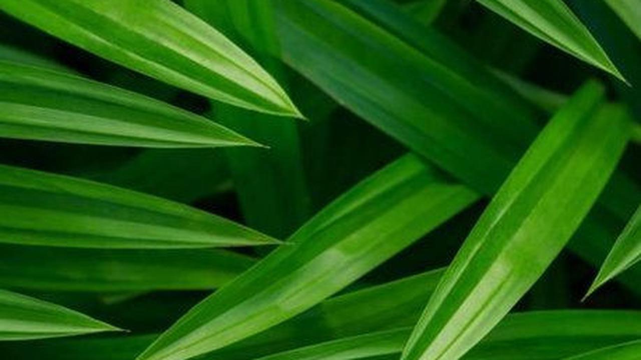 3. Daun Pandan