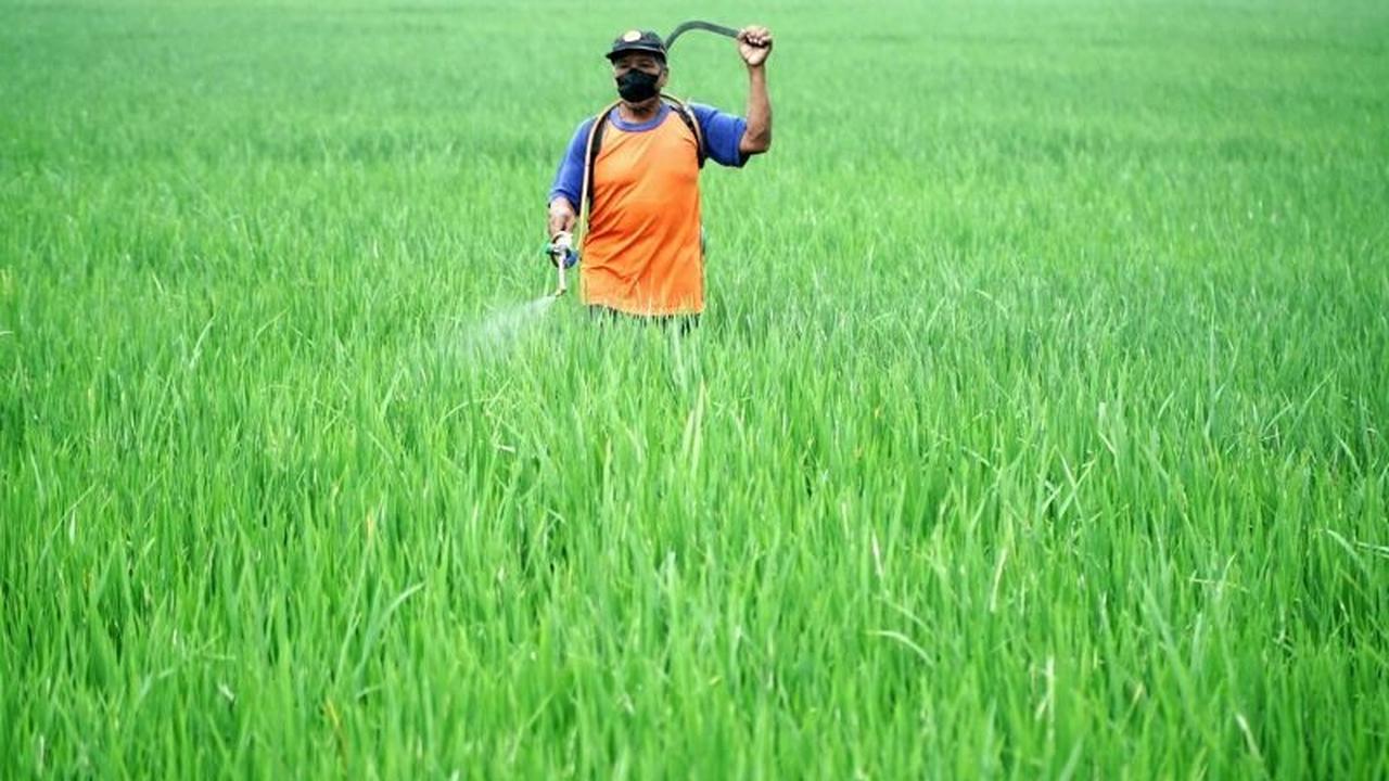 Bukan Sekadar Beras! Mengintip Potensi Besar Industri Padi Bernilai Tambah untuk Kesejahteraan Petani