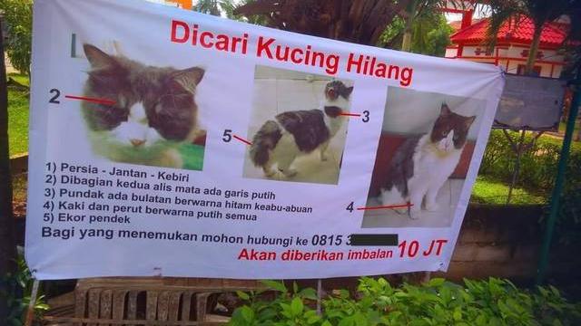 Beri Hadiah Mewah, Ini 6 Pengumuman Kucing Hilang Ini Bikin Heboh