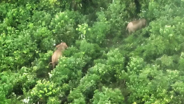 Gajah Sumatera di Bentang Alam Seblat Kini Dimonitor dengan Drone Thermal