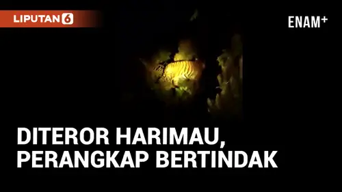 VIDEO: Geger! Warga Bengkulu Diteror Harimau Sumatera
