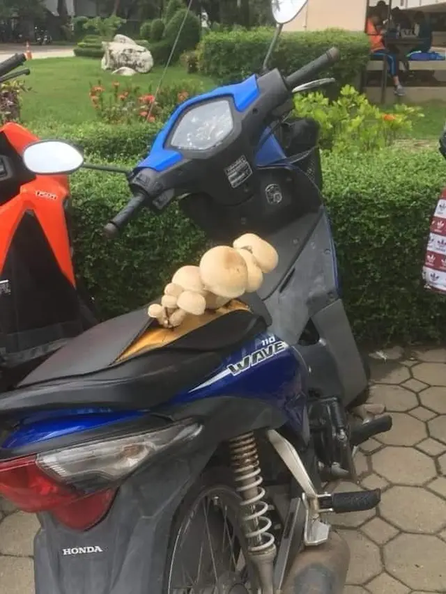 Tak Dirawat, 6 Potret Tanaman Tumbuh di Kendaraan Ini Bikin Geleng Kepala