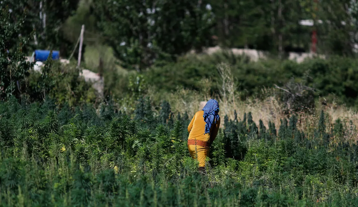 Pekerja menyingkirkan kotoran dan daun kering di ladang ganja di Lembah Bekaa, Desa Yammoune, Kota Baalbek, Lebanon, Senin (23/7). Menteri Keuangan Lebanon menyatakan bahwa kualitas ganja Lebanon adalah yang terbaik di dunia. (AP Photo/Hassan Ammar)