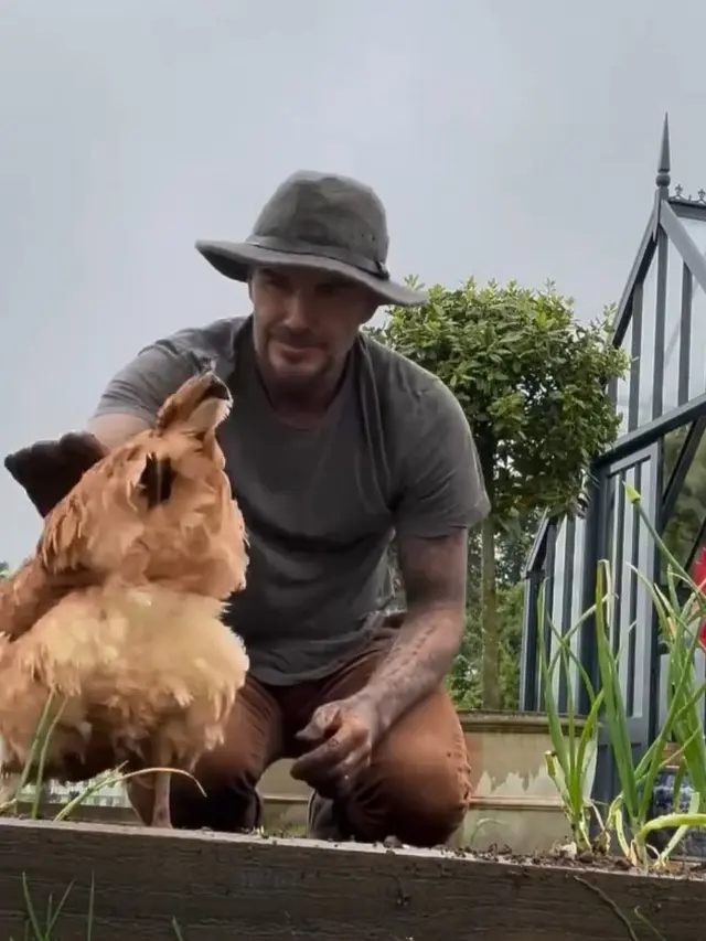 David Beckham berkebun dan beternak (Instagram/davidbeckham)