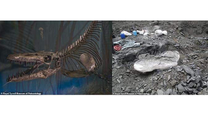 Tylosaurus - monster laut purba (Sumber: Museum Paleontologi Royal Tyrrell)