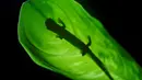 Seekor salamander Mombacho (Bolitoglossa mombachoensis) berada di atas daun di Mombacho Volcano Natural Reserve di Granada, Nikaragua (18/3). Salamander Mombacho adalah hewan endemik Nikaragua yang terancam punah. (AFP/Inti Ocon)