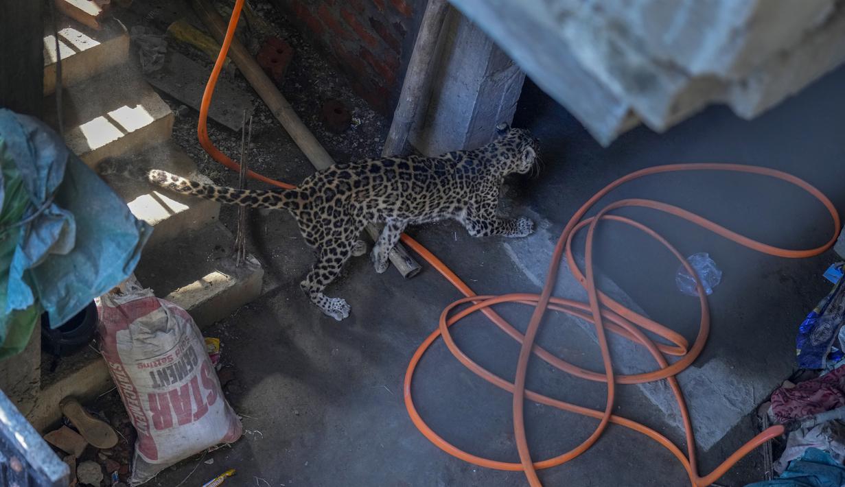 Tiga orang, termasuk dua petugas hutan, terluka ketika macan tutul tersebut menyerang mereka. (AP Photo/Anupam Nath)
