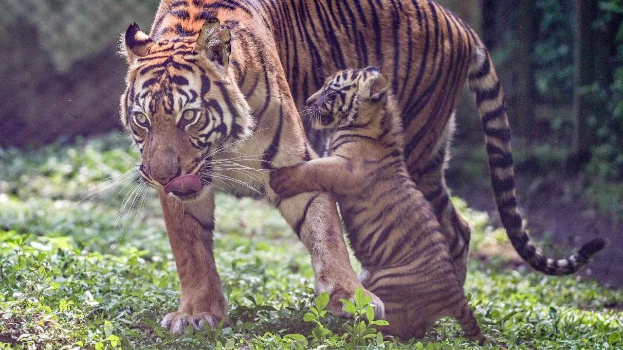 FOTO: Tingkah Menggemaskan Empat Anak Harimau Sumatra di Taman Safari Prigen
