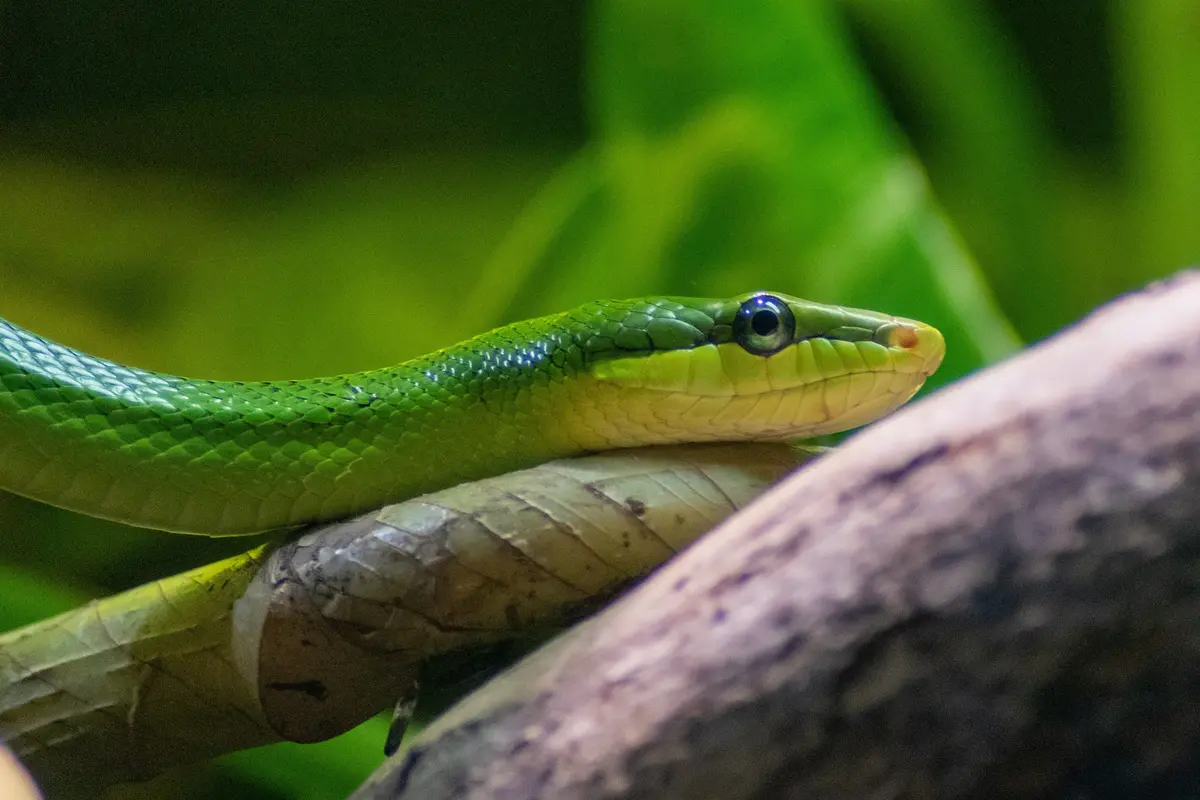 ular