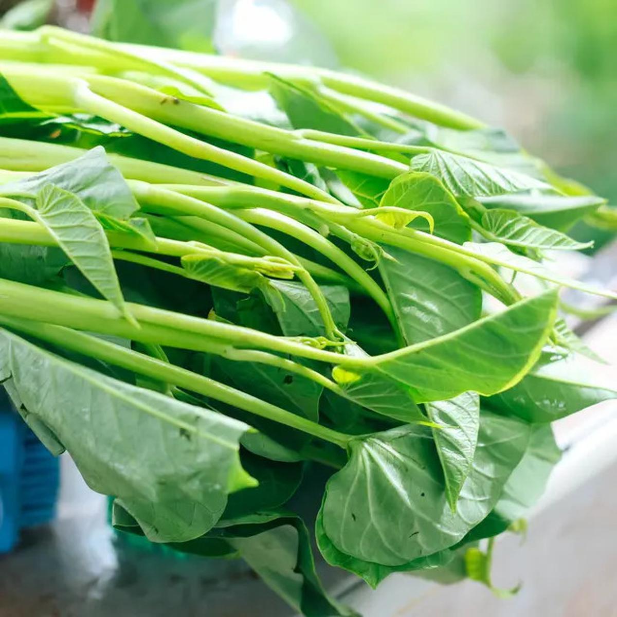 Rahasia Membersihkan Kangkung Bebas Kotoran dalam Waktu Singkat tanpa Ribet