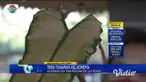 Tren tanaman hias Aglaonema saat pandemi Covid-19 membuat omzet pedagang tanaman melonjak tinggi. Meski mendapat untung yang besar, mereka harus berburu dagangan hingga antre lebih dari 6 jam untuk memilih berkebun tanaman hias aglaonema.