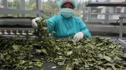 Pegawai Balai Besar Penelitian dan Pengembangan Tanaman Obat dan Obat Tradisional (B2P2TOOT) Kementerian Kesehatan memilah-milah hasil tanaman obat di Laboraturium B2P2TOOT, Tawangmangu, Jateng, Selasa (31/3/2015). (Liputan6.com/Johan Tallo)