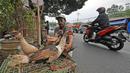 Pedagang memberi makan entok di kawasan jalan raya Bogor KM 32, Depok, Selasa (12/6). Menjelang perayaan Idul Fitri 1439 H, para pedagang ayam dan entok mulai memadati pinggir jalan raya Bogor KM 32. (Liputan6.com/Herman Zakharia)