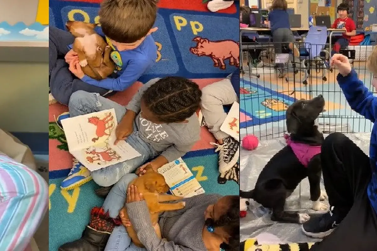 Seorang Guru Memelihara Anak Anjing di Kelas, Baik untuk Perkembangan Siswa