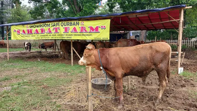 Menjelang Hari Raya Iduladha yang jatuh pada 6 Juni 2025, masyarakat tetap terlihat antusias mencari hewan kurban, seperti kambing, domba, maupun sapi