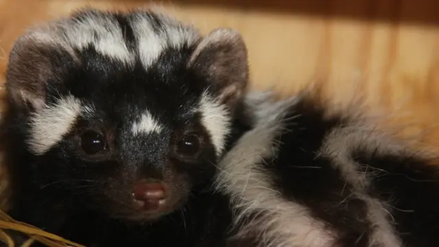 Foto: Copyright firstworldfact