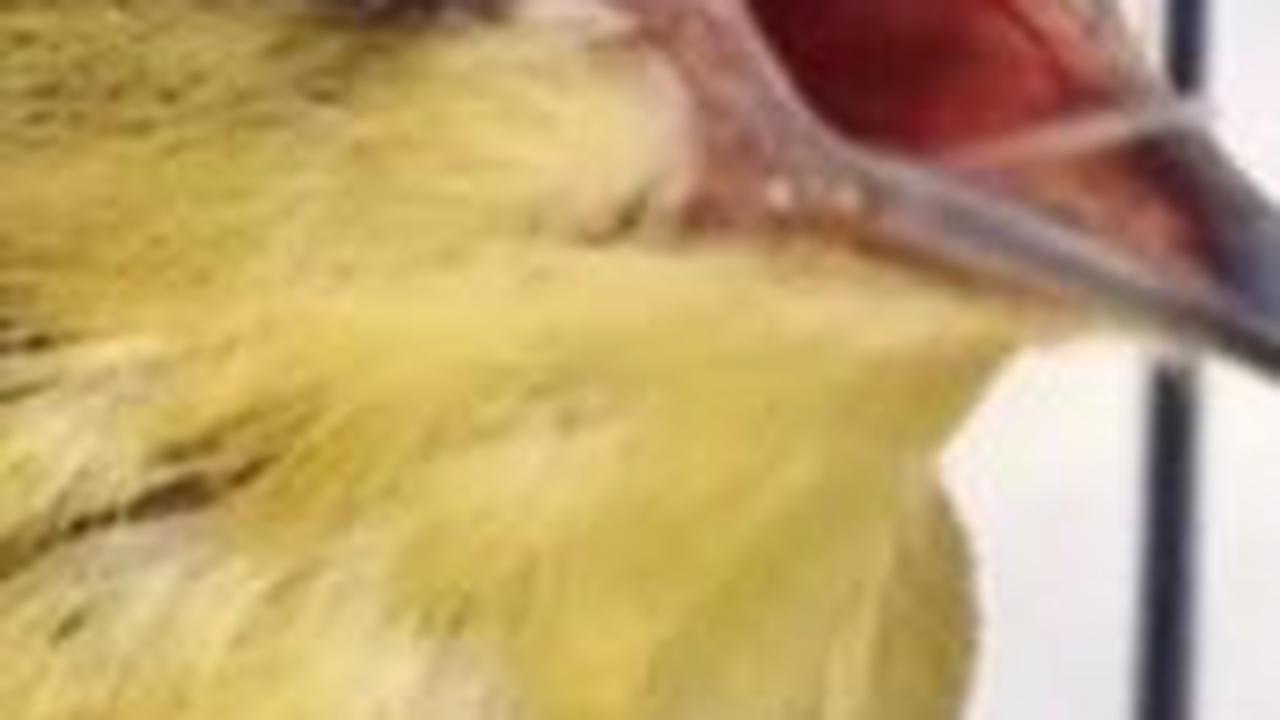2. Pleci Dada Kuning Mata Coklat (Dakun Macok)<br>