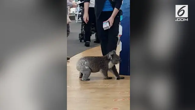 VIDEO: Gemas, Koala Lucu Nyasar Masuk Apotek