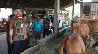 Jurus Ganjar Cegah Penyebaran Penyakit Kulit Sapi di Jawa Tengah