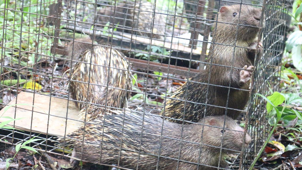 Empat Ekor Landak yang Dimiliki Warga Secara Ilegal Dilepasliarkan di Kaki Gunung Batukaru Bali, Dikembalikan ke Habitat Aslinya