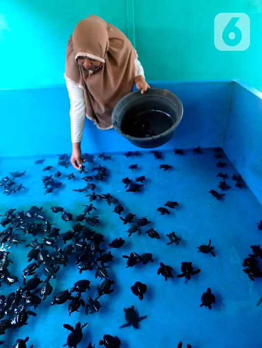 <p>Sekitar bulan Mei-Agustus, masyarakat Desa Wonocoyo yang tinggalnya tak jauh dari pantai sering menemukan penyu yang bertelur di sepanjang garis pantai. (merdeka.com/Arie Basuki)</p>