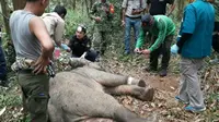 Drama Penyelamatan Gajah dari Jeratan Ranjau di Siak