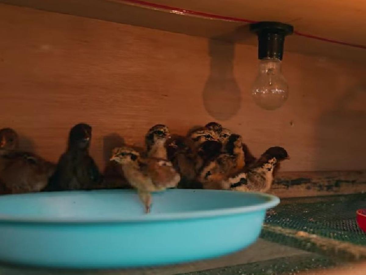 Bagikan Ayam Gratis