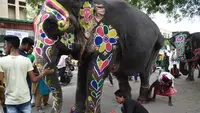 Gajah Jantan di India Renggut 17 Nyawa, Warga Dicekam Rasa Takut