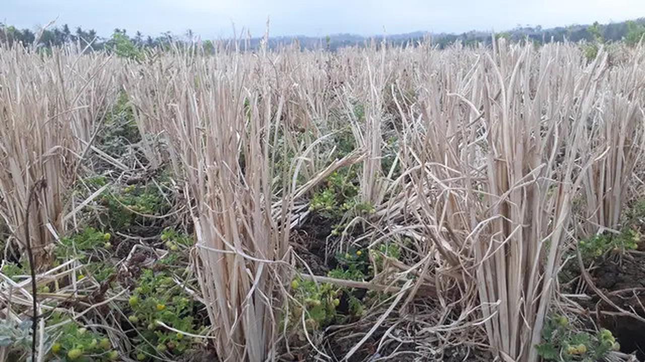 Indonesia Masuki Puncak Kemarau di Agustus 2025, Ini Daftar Daerah Terdampak