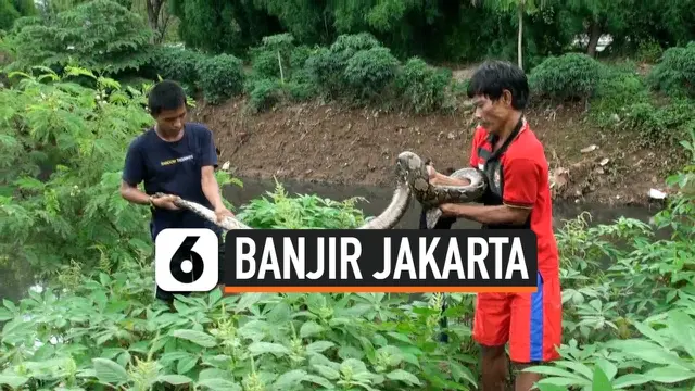 VIDEO: Banjir Jakarta, Warga Menemukan 2 Ular Sanca