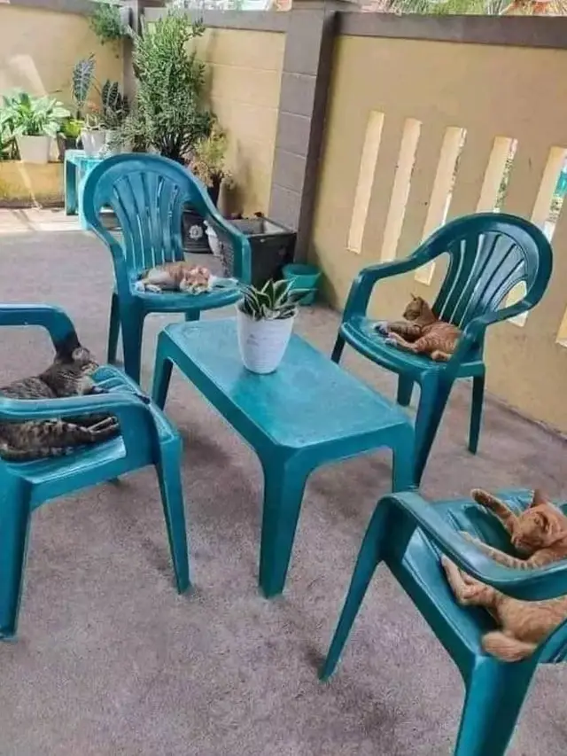7 Potret Kocak Kucing saat Kumpul Bareng Ini Bikin Meringis