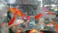 Beragam jenis ikan hias akan dipajang di dalam akurium Kampung Ikan Hias Kecamatan Ilir Timur II Palembang (Liputan6.com / Nefri Inge)