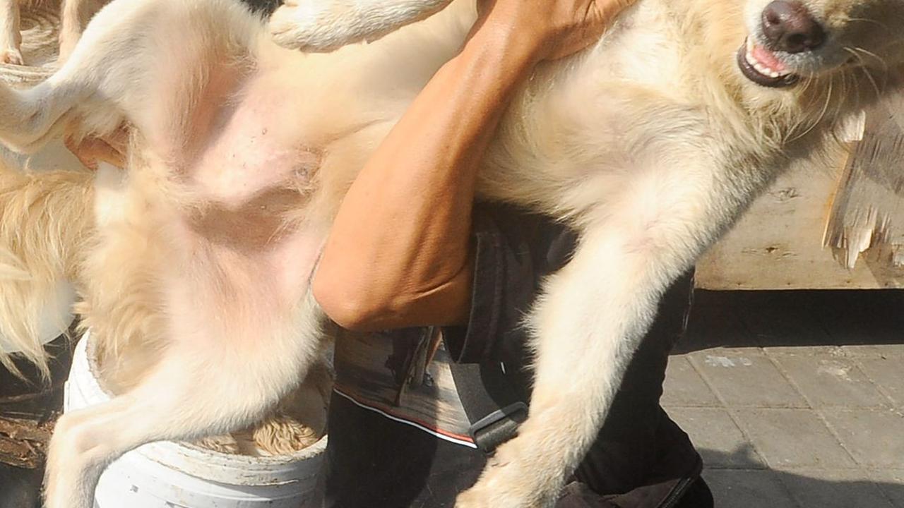 Kegiatan mencari pakan hewan ternaknya ini dimulai setiap sore pukul 16.00, anjing-anjingnya selalu ikut dan duduk di atas ember tempat untuk menaruh makanan sisa restoran.