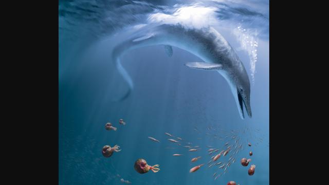 46 Koleksi Ikan Raksasa Air Laut Gratis Terbaik