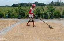 BUMD Lebak Tampung Gabah Petani: Strategi Jitu Tingkatkan Ekonomi Daerah dan Swasembada Pangan