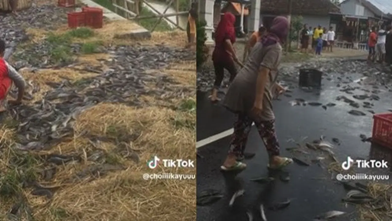 Truk Terguling, Ikan Lele Berserakan di Jalan Ini Langsung Sigap Dikumpulkan Warga