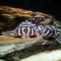 Apa cantiknya ikan sapu-sapu? Jangan salah, ikan sapu-sapu harganya juga ada yang sampai jutaan lho. (Foto: aquaecostore.com)